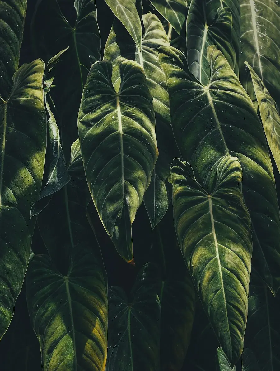 Dark, glossy alocasia leaves