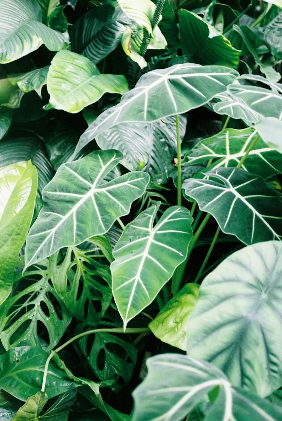 Lush alocasia and philodendron foliage