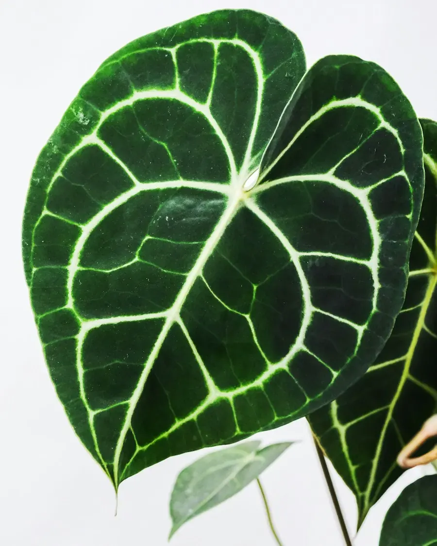 A velvety anthurium leaf with pale veins
