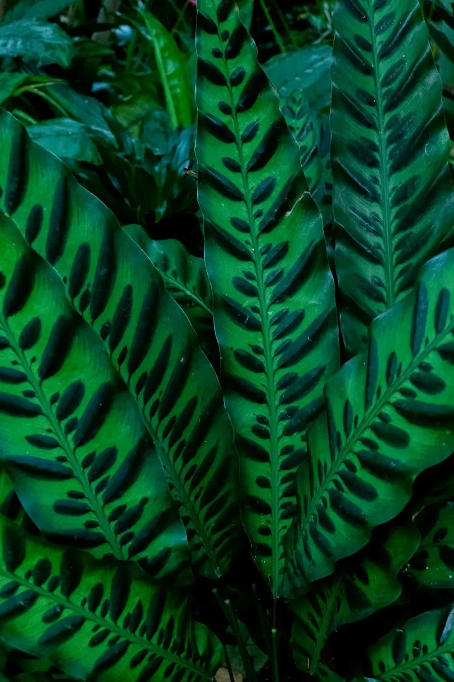 Patterned calathea leaves