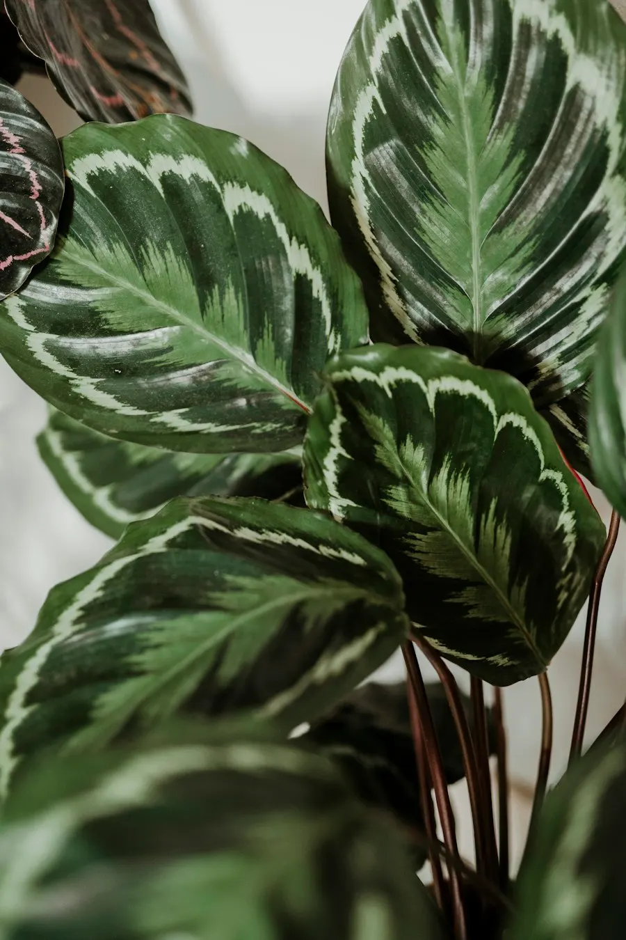 Striped calathea leaves