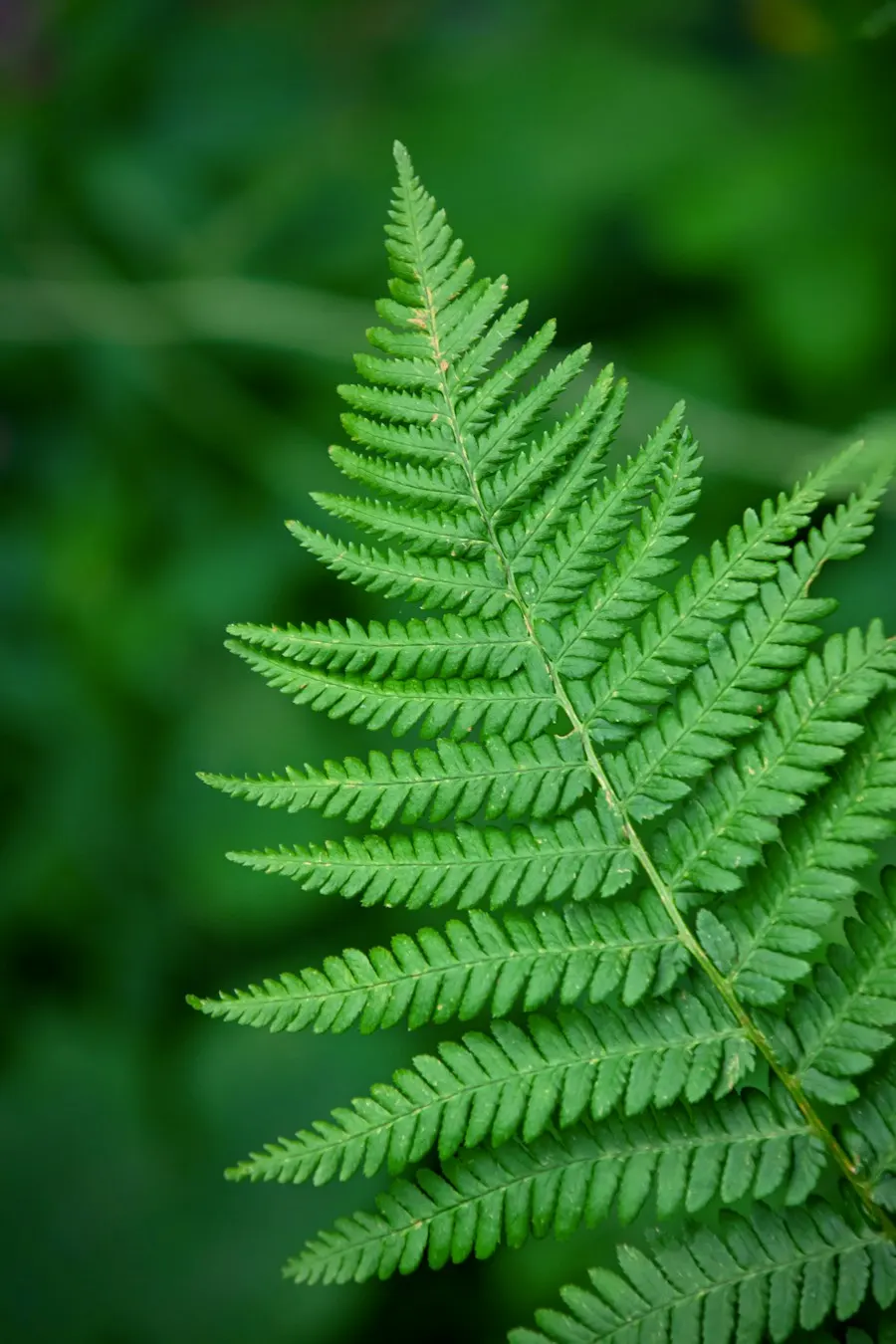 A bright green fern frond