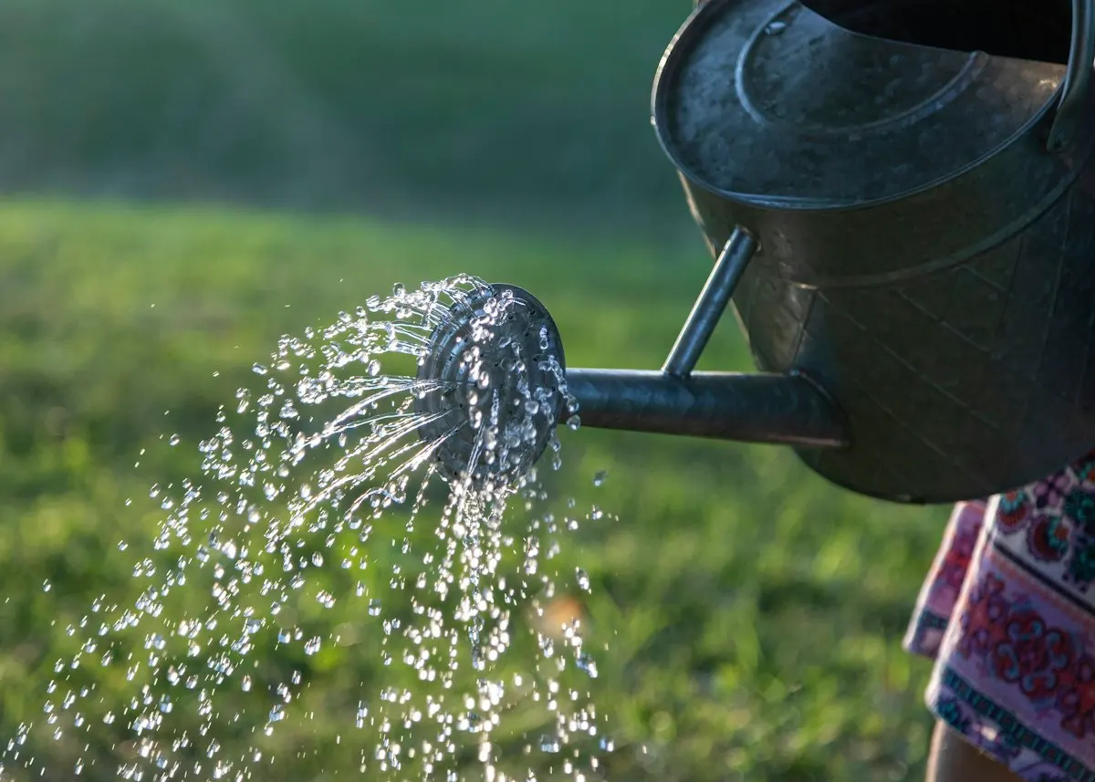 Water pouring from a watering can onto green plants