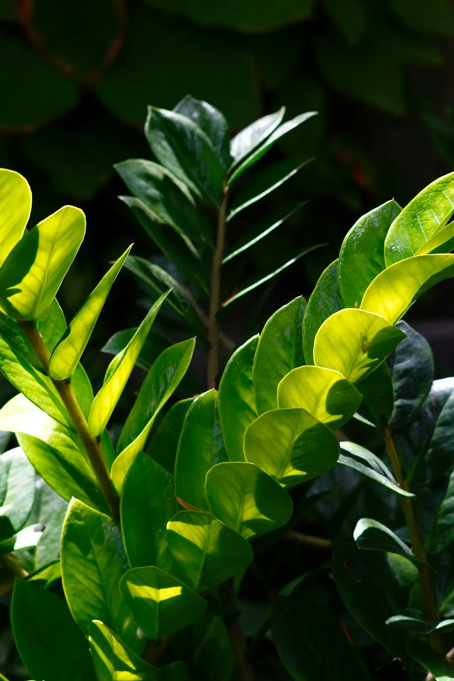 Glossy ZZ plant leaves